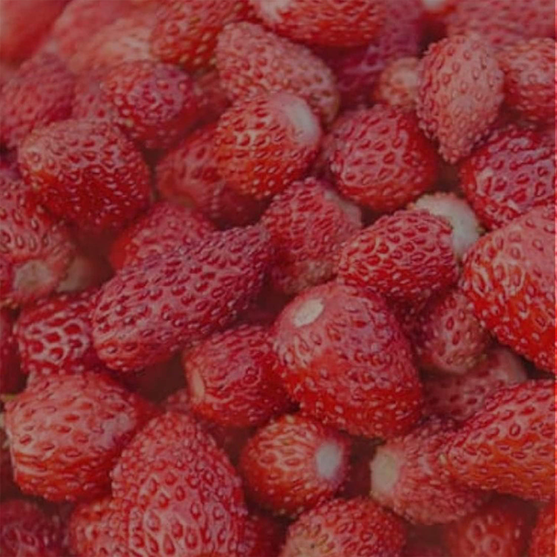 Bagno Doccia Fragolina Di Bosco 500 ML_AQU9959921942_Aquolina-3