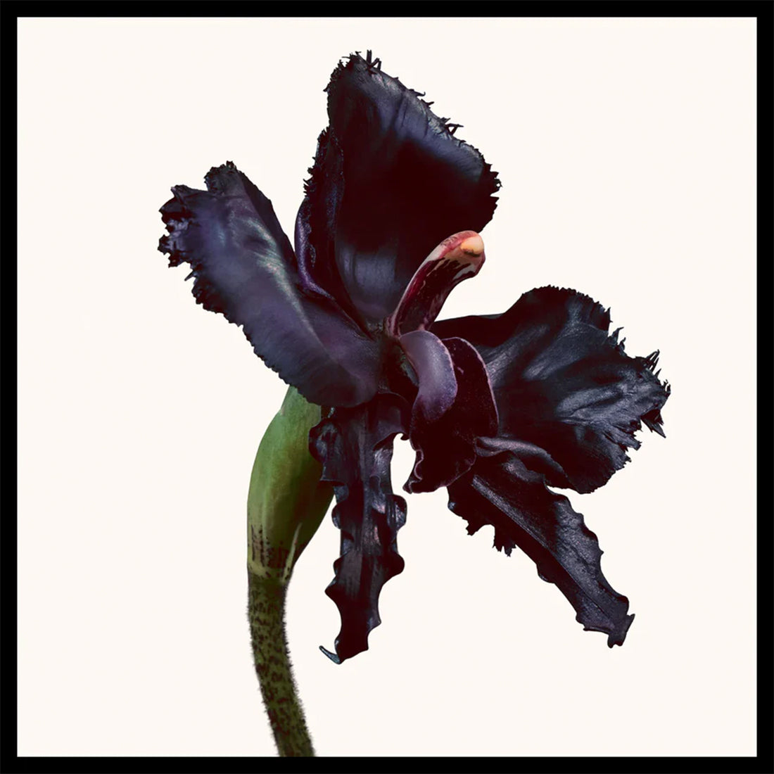 Black Orchid Reserve Eau De Parfum 50 ml_ESTT1Z101_Tom Ford-2