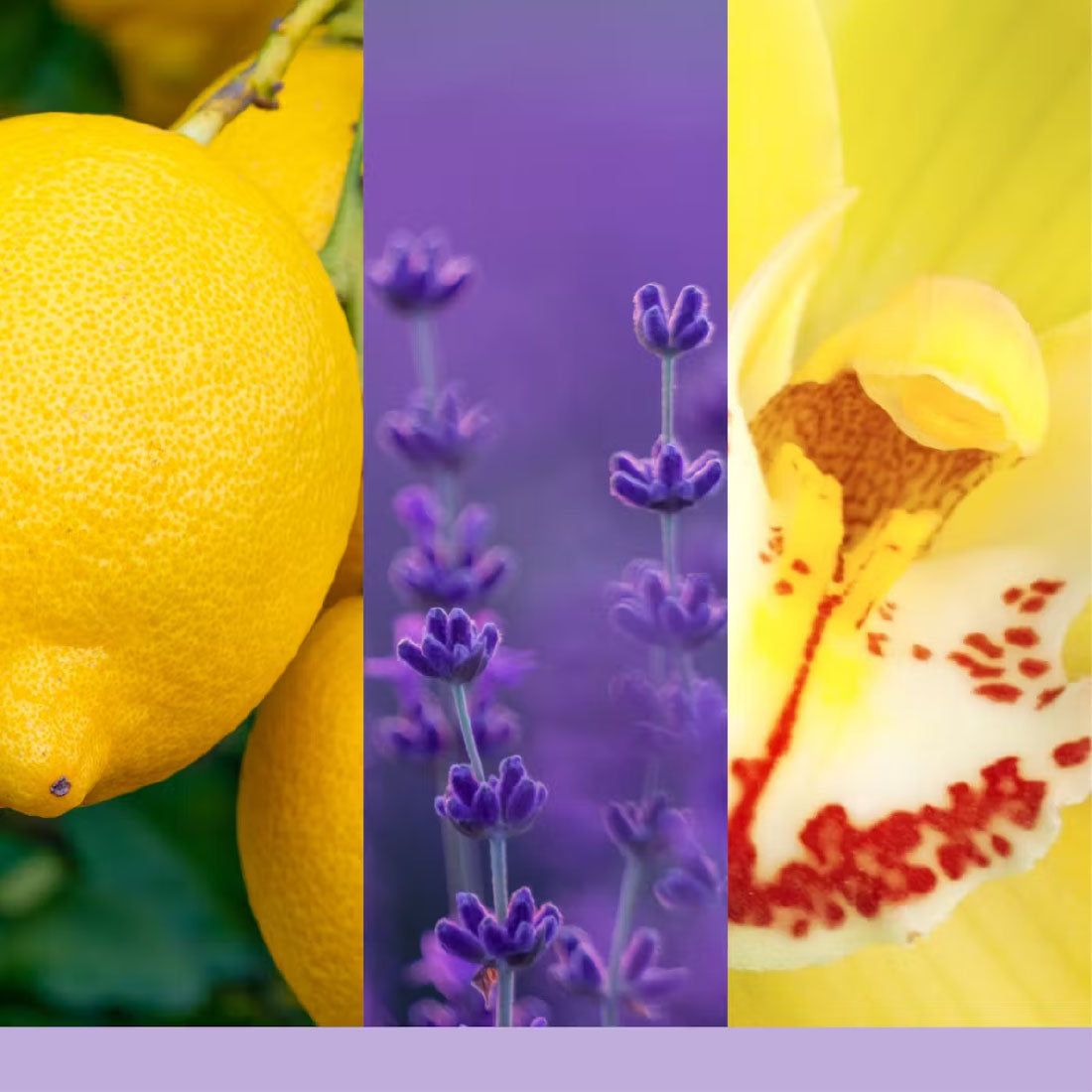 Candela Lemon Lavender Piccola 37 gr_YAN1686388E_YANKEE CANDLE-2