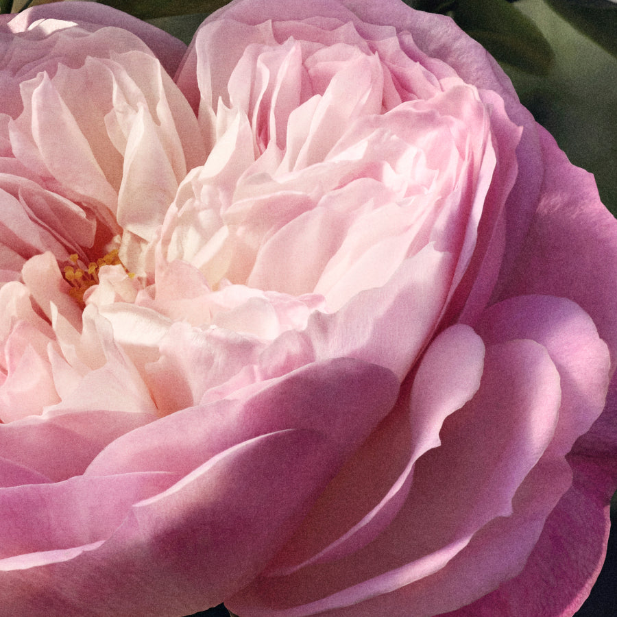 Chloè Rose Naturelle Eau De Parfum Ricaricabile 100 ML_CHL99350133820_Chloe'-5