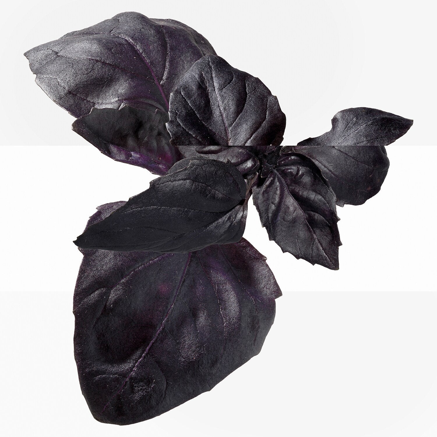 Eau De Basilic Pourpre Eau De Cologne 100 ML_HER65181290_Hermes-4