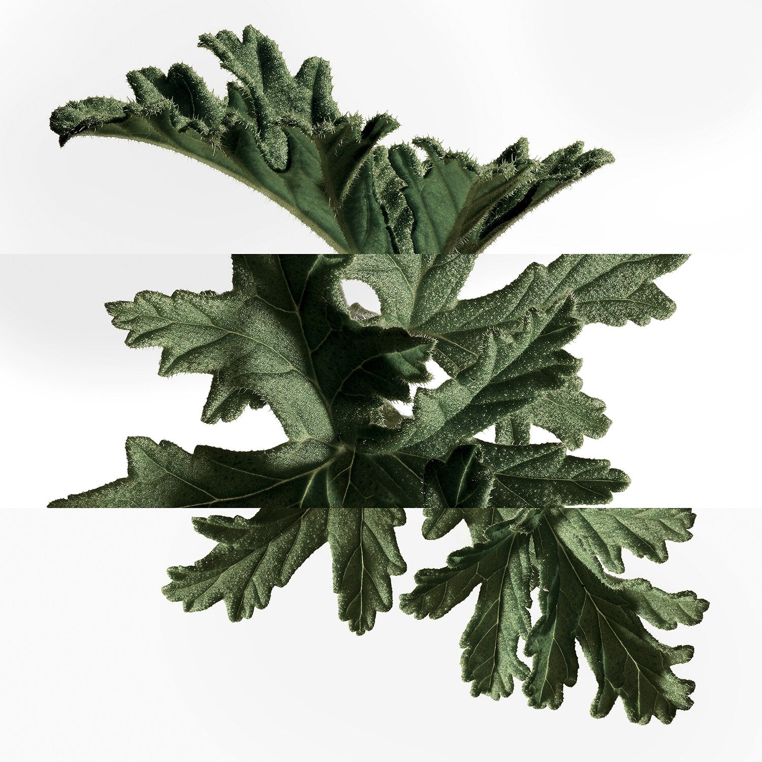 Eau De Basilic Pourpre Eau De Cologne 100 ML_HER65181290_Hermes-5