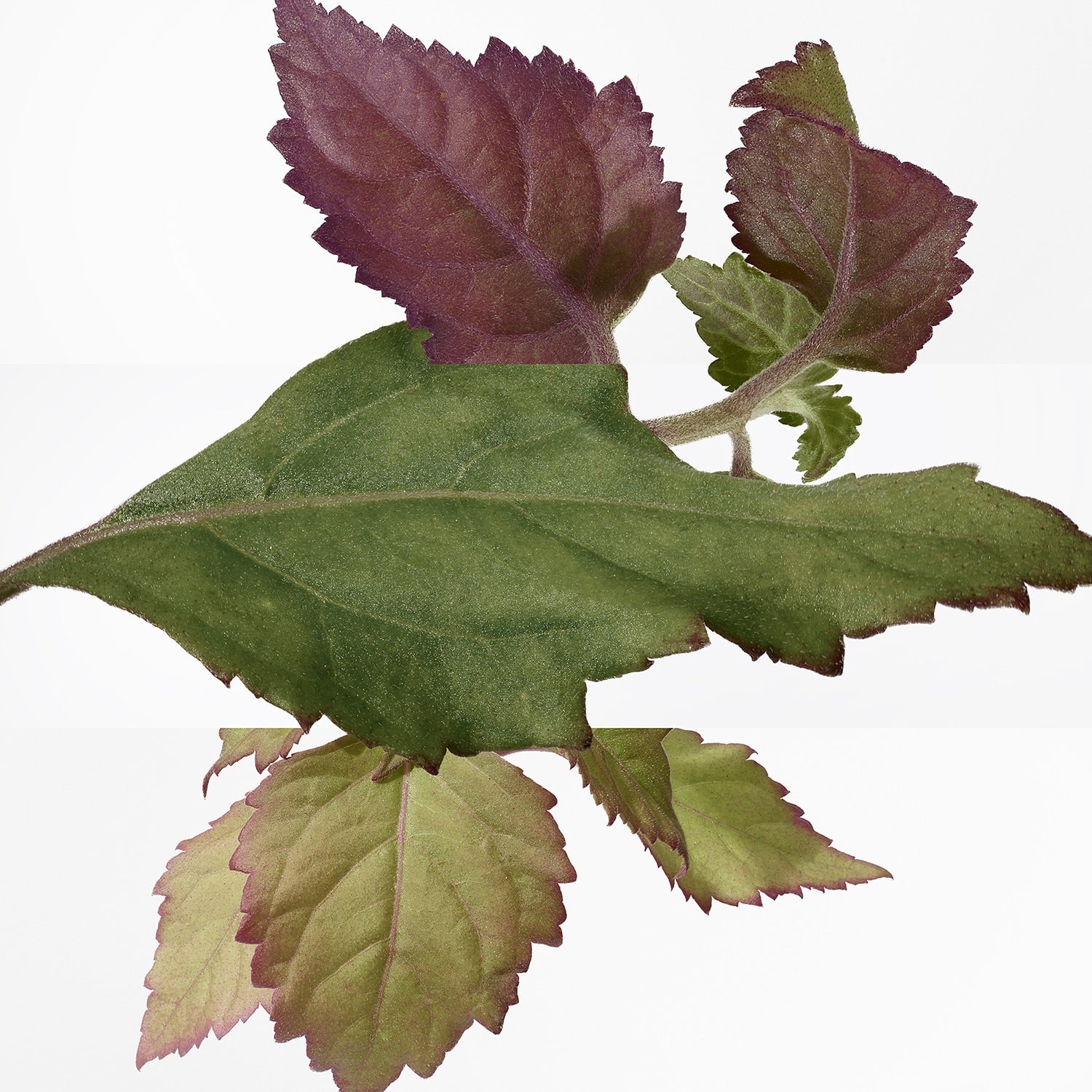 Eau Des Merveilles Bleue Eau De Toilette 50 ML_HER39053_Hermes-5