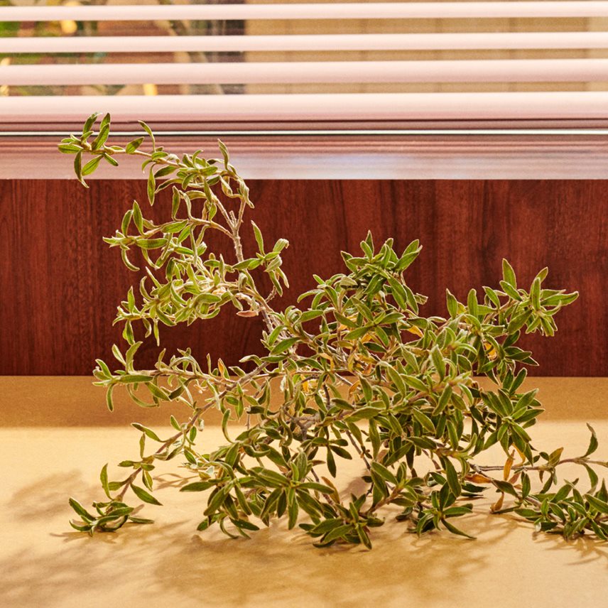 Guilty Parfum Pour Homme 50 ML_GUC99350103845_Gucci-5