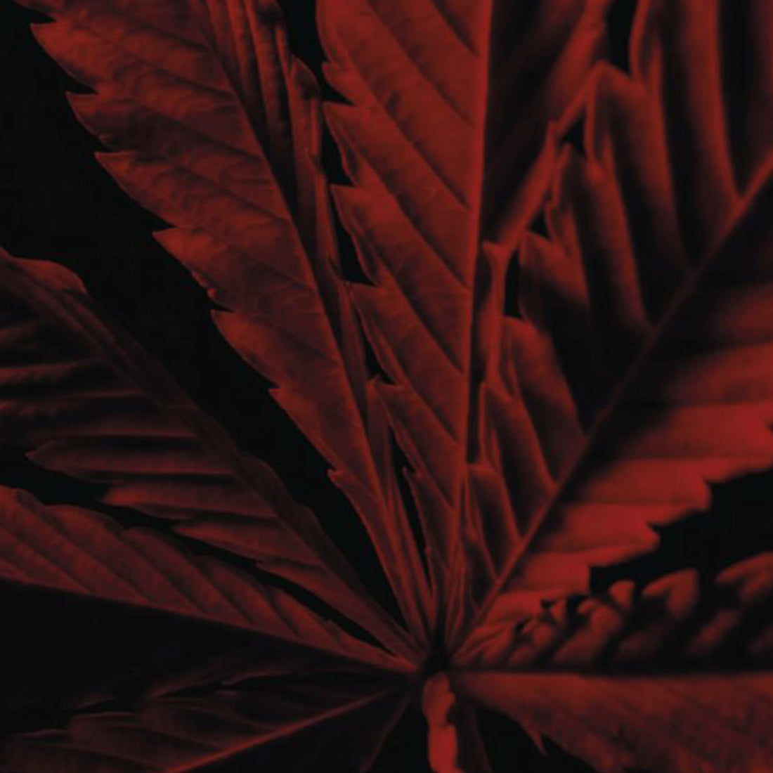 Haibit Rouge L'instinct Eau De Toilette Intense 50 ML_GUE030498_Guerlain-4