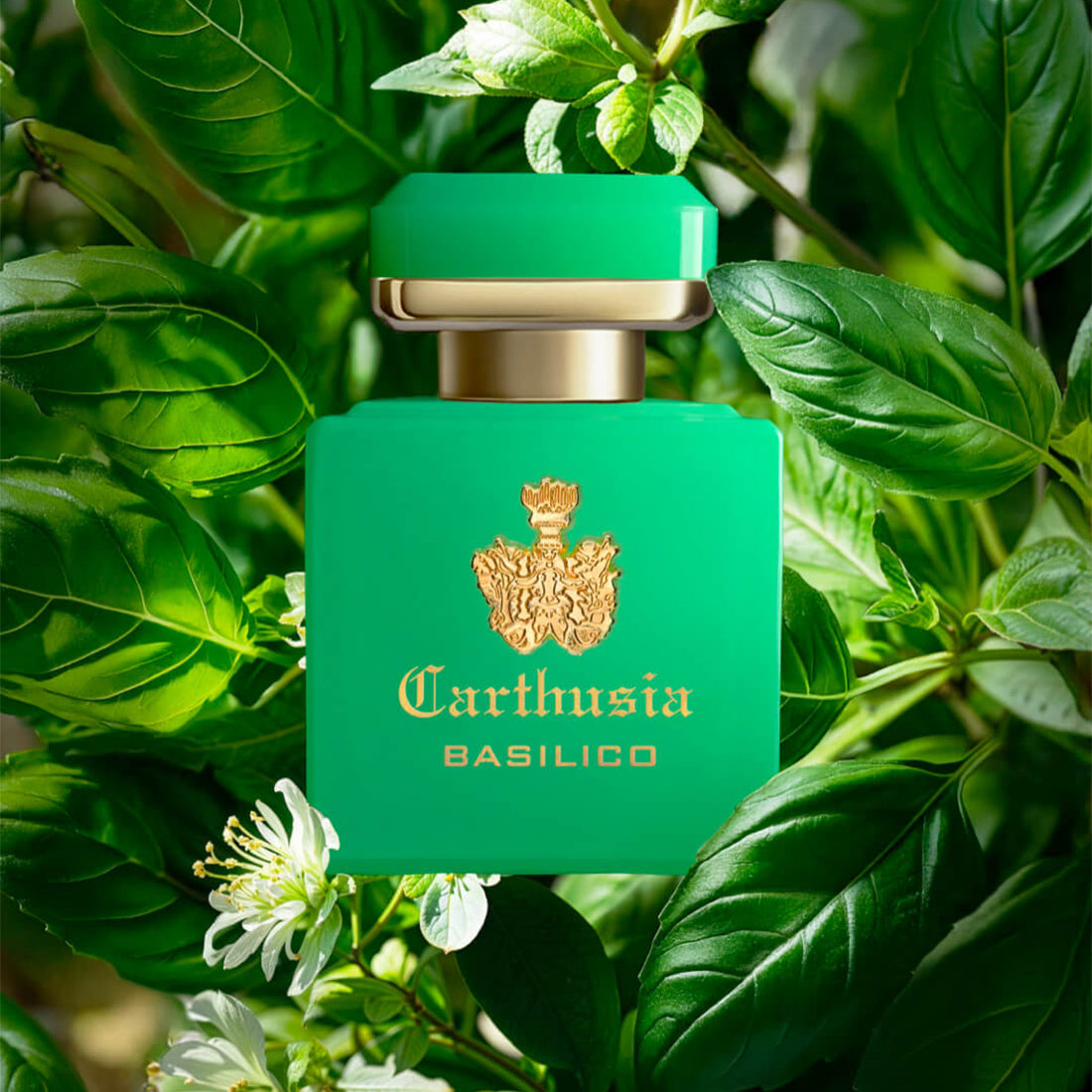 I profumi di Cpri Intenso di Basilico 50 ml_CAR050BS_Carthusia-3