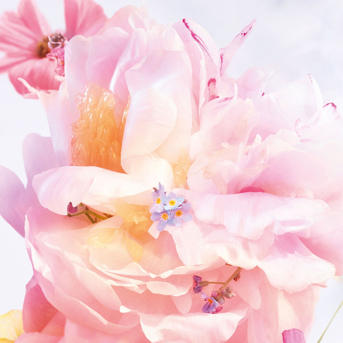 Miss Dior Blooming Bouquet Roller-Pearl Eau de toilette floreale e fresca_CD000001571_Dior-2