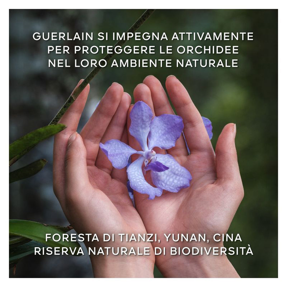 Orchidee Imperiale Creme De Longevitè 50 ml Refill_GUE062021_Guerlain-3