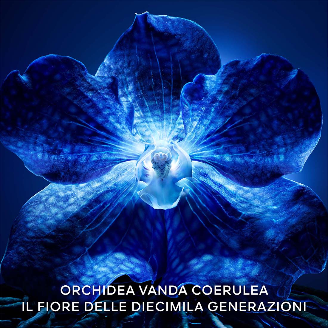 Orchidèe Imperiale La Crème Longèvitè 30 ml_GUE062225_Guerlain-3