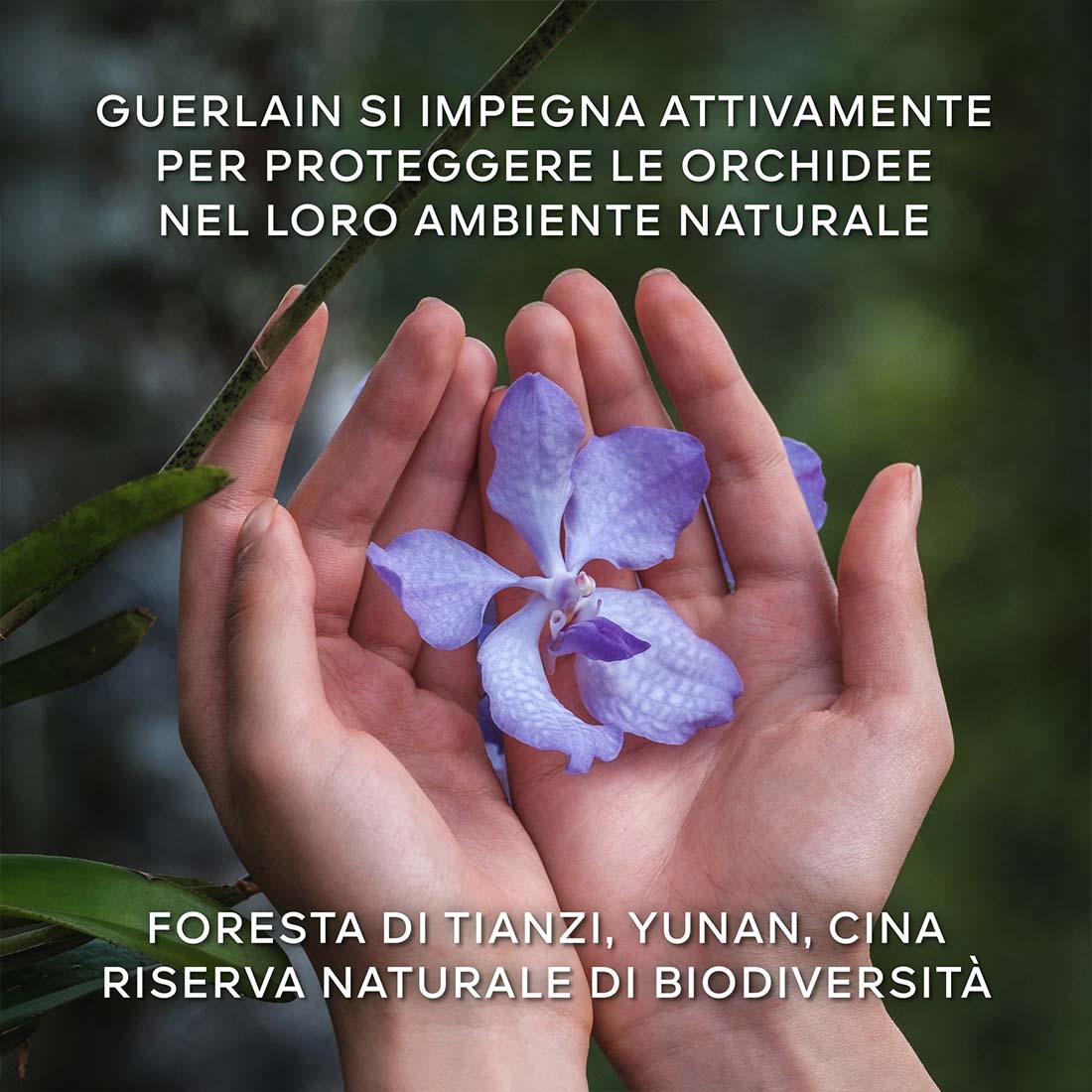 Orchidèe Imperiale La Crème Longèvitè 30 ml_GUE062225_Guerlain-6