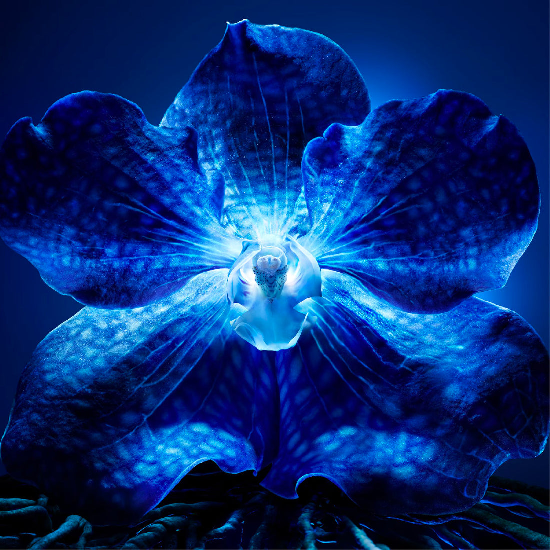 Orchidee Imperiale Le Concentre de Longevite_GUE062436_Guerlain-5