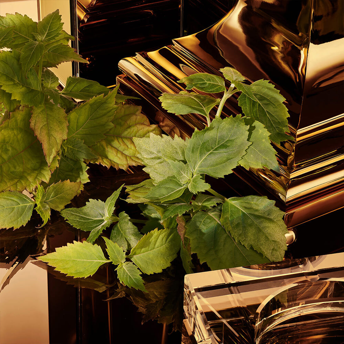 The One For Men Gold Eau de Parfum Intense 50 ML_DOLP1TO1L01_Dolce&Gabbana-7