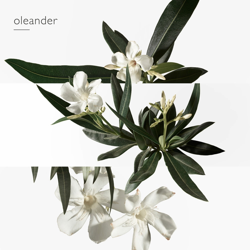 Un Jardin En Mèditerranèe Eau De Toilette 50 ML_HER65175270_Hermes-6